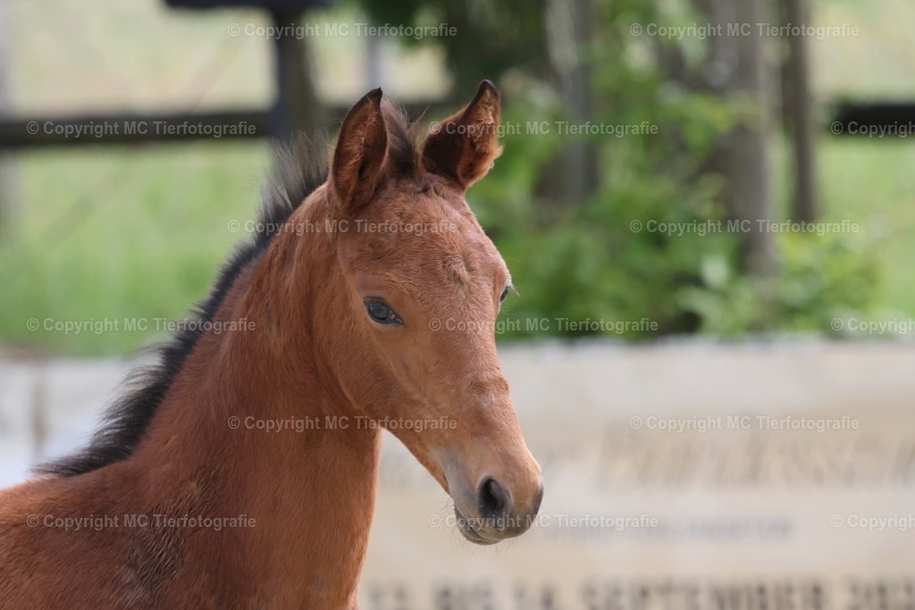 TrakFohlenschHennef17052025MC3H5A7671B | Pferdefotos online bestellen - Realisiert mit Pictrs.com