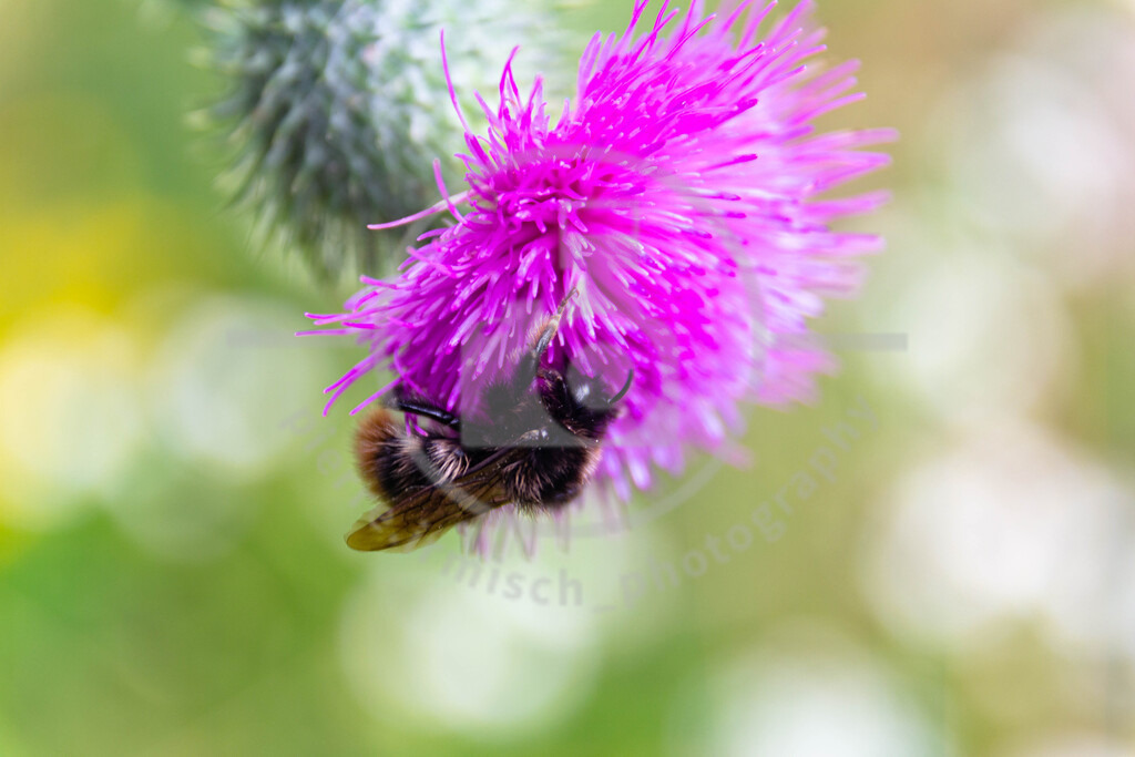 IMG_4544 | pierre-irmisch-photography.de
