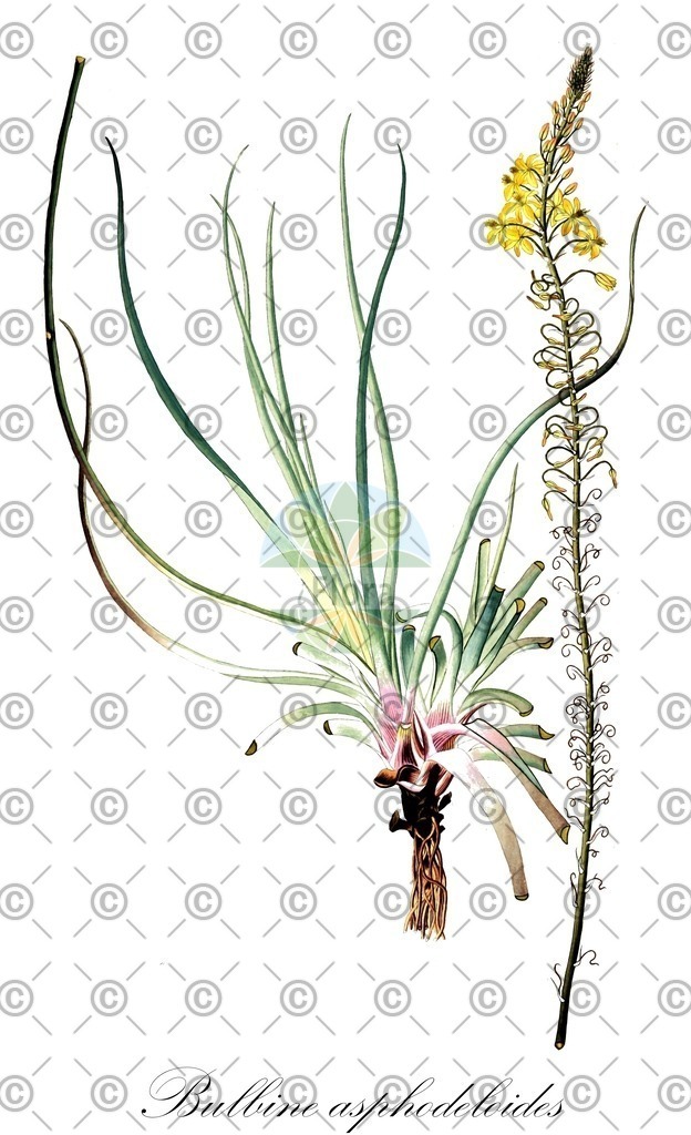 HistAbb_wfo-0000762476_2_ENZY_Simple | Historische Abbildung von Bulbine asphodeloides - Asphodelaceae | Historical Illustration of Bulbine asphodeloides - Asphodelaceae