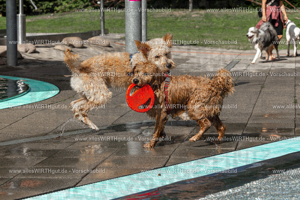 Hundeschwimmen_Volksbad_2026-allesWIRTHgut_Tierfotografie-2609061533-FAY07271 | Professionelle Tierfotografie in Mönchengladbach von Daniel Wirth (allesWIRTHgut). Liebevolle & natürliche Bilder von Hunden & Katzen für unvergessliche Erinnerungen.