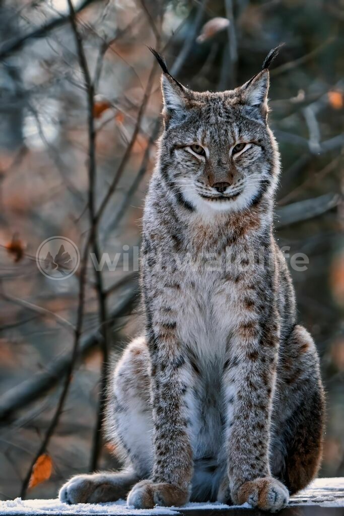Interessierter Luchs | Luchs - Realisiert mit Pictrs.com