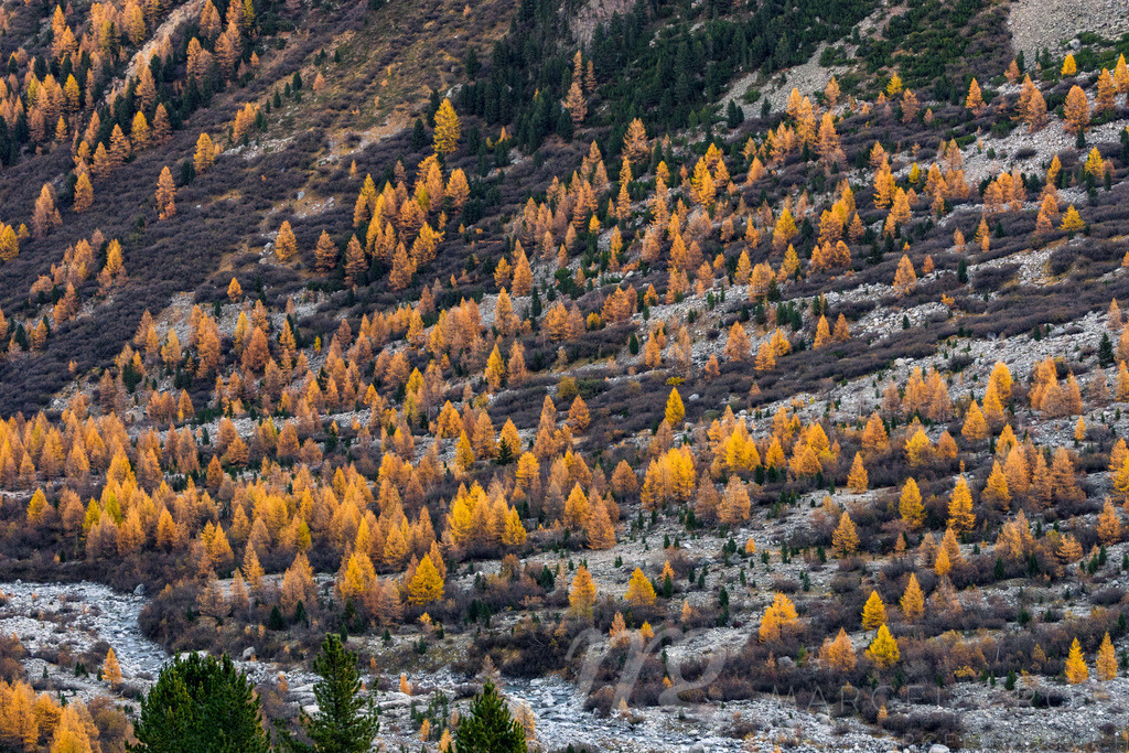 Gelbe Lärchen am Val Morteratsch, Puschlav, Schweiz | Die ideale Geschenkidee für Naturliebhaber. Naturbilder von Marcel Gross Photography für ihr Zuhause in den verschiedensten Formaten und Materialien. - Realisiert mit Pictrs.com