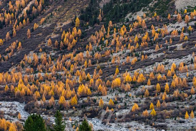 Gelbe Lärchen am Val Morteratsch, Puschlav, Schweiz | Die ideale Geschenkidee für Naturliebhaber. Naturbilder von Marcel Gross Photography für ihr Zuhause in den verschiedensten Formaten und Materialien. - Realizado com Pictrs.com