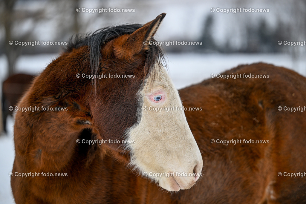 Slowakei_ Durcina_ Ranch Simba_ 06.01.2026-62 | 06.01.2026, Rajec, SVK, Themenbild, Pferde, im Bild Pferd, Pferde, Stute, Hengst, Fohlen, Quarter Horse, Ranch, Weide, Hof, Wiese, Stall, Nutztier, Tier, Winter, Schnee