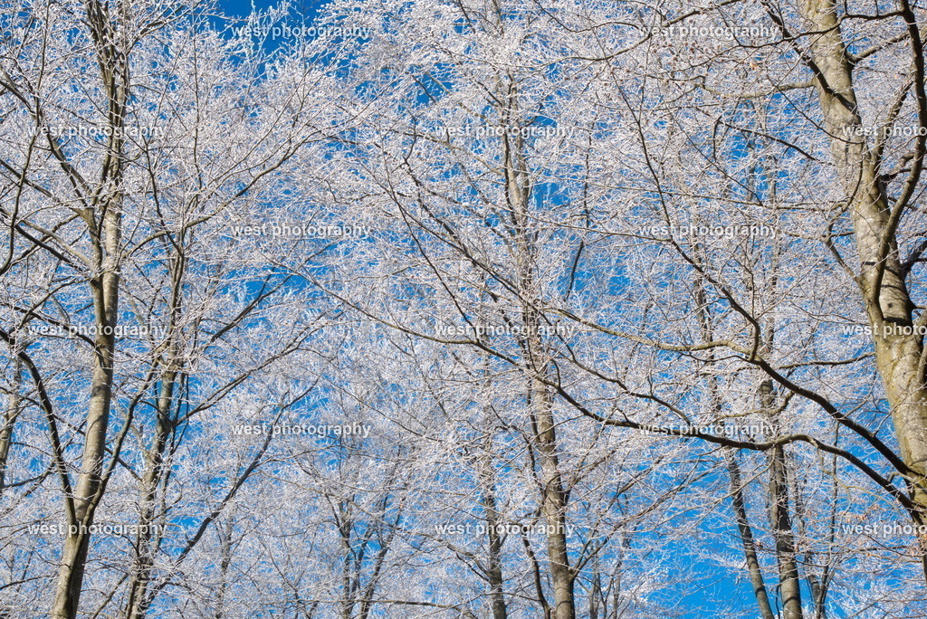 Gempen blue Forest 1 - SUI 2017 | west photography - Realisiert mit Pictrs.com