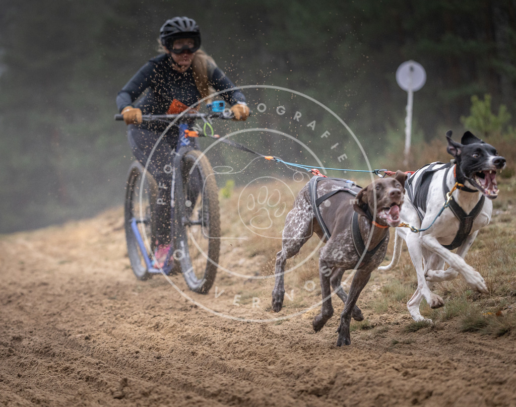 Pfotenfotografie_DV3A0826 | Hundefotografie, Tierfotograf, Pfotenfotografie, Fotoshooting Hund, Hunde Portrait, Hundesport, Hundeportraits, Heideshooting, Hunde, Sportfotograf, Hundefotograf, Turnierhundsport, THS,  - Realisiert mit Pictrs.com