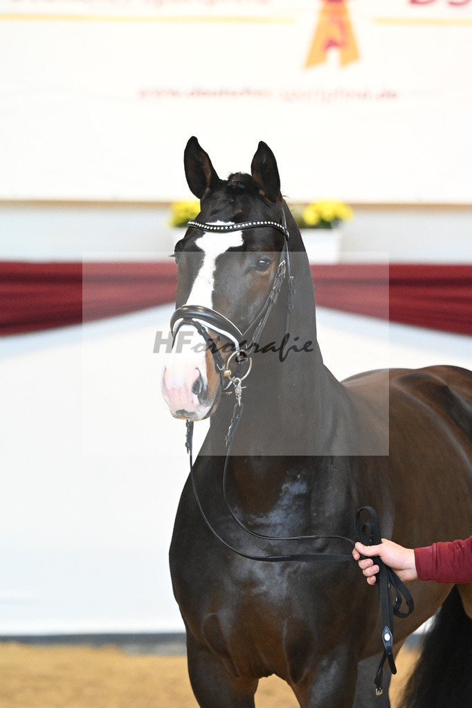 Kat-Nr. 47 v. Rivero II_Wanner_66222050 | hf-fotografie - Realisiert mit Pictrs.com