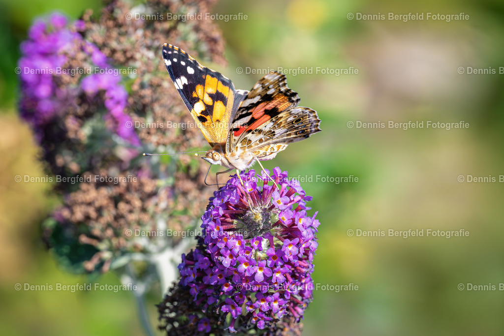 Schmetterling 11 | Entdecken Sie Natur, Makro und Tierfotografie von Dennis Bergfeld.Besondere Momente und Details der Natur, hochwertig als Foto und Wandbild erhältlich. - Realisiert mit Pictrs.com