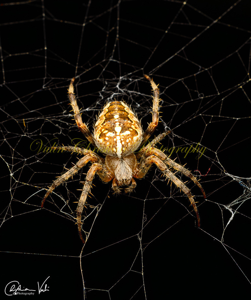 MN 7 | Christian Vulin  - Realisiert mit Pictrs.com