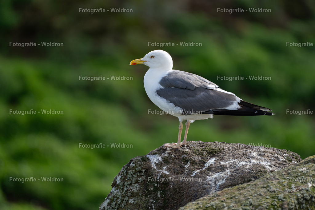 20230815 Isle of Sky - St.Andrews - Dundee-101 | Fotografie Woldron