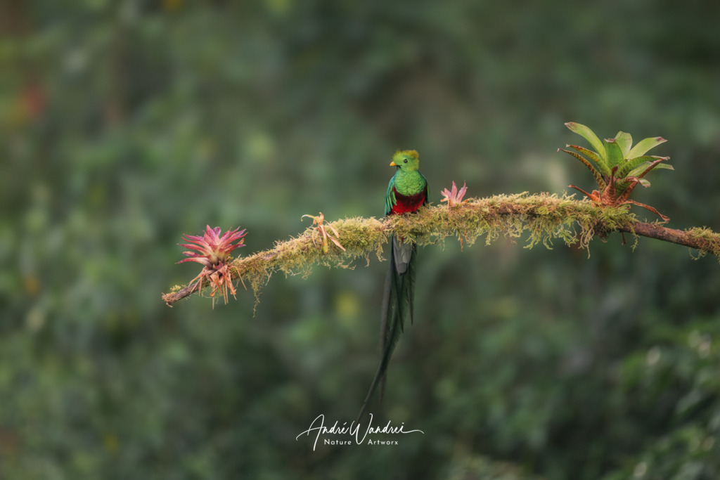 Der König der Wolkenwälder | Andre Wandrei - Nature Artworx - Realisiert mit Pictrs.com