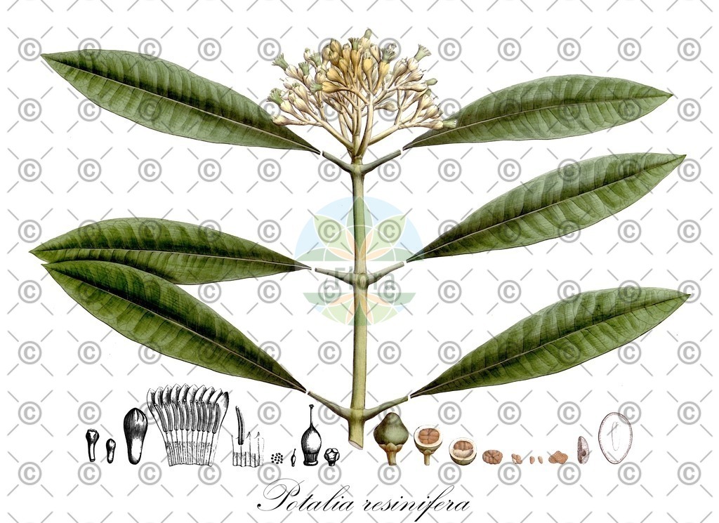 HistAbb_EMP_43951_SRC_Schlechtendal_FLORAD_SIMPLE | Historische Abbildung von Potalia resinifera - Gentianaceae | Historical Illustration of Potalia resinifera - Gentianaceae