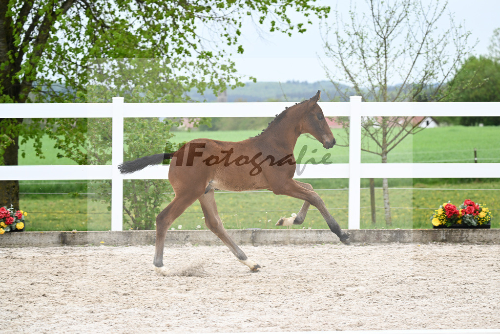 Kat-Nr. 38 HF Viva Vitalis x Benicio_Pointinger_23260670 | hf-fotografie - Realisiert mit Pictrs.com