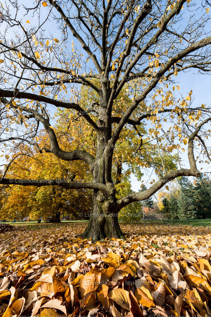 10049-4603 - Landschaftspark Degenershausen | Stockfoto und Bilderpool mit Bildmaterial aus Deutschland, dem Harz, Halberstadt, Quedlinburg, Wernigerode und weltweit. Qualitativ hochwertige und professionelle Fotos anschauen und kaufen. - Realisiert mit Pictrs.com