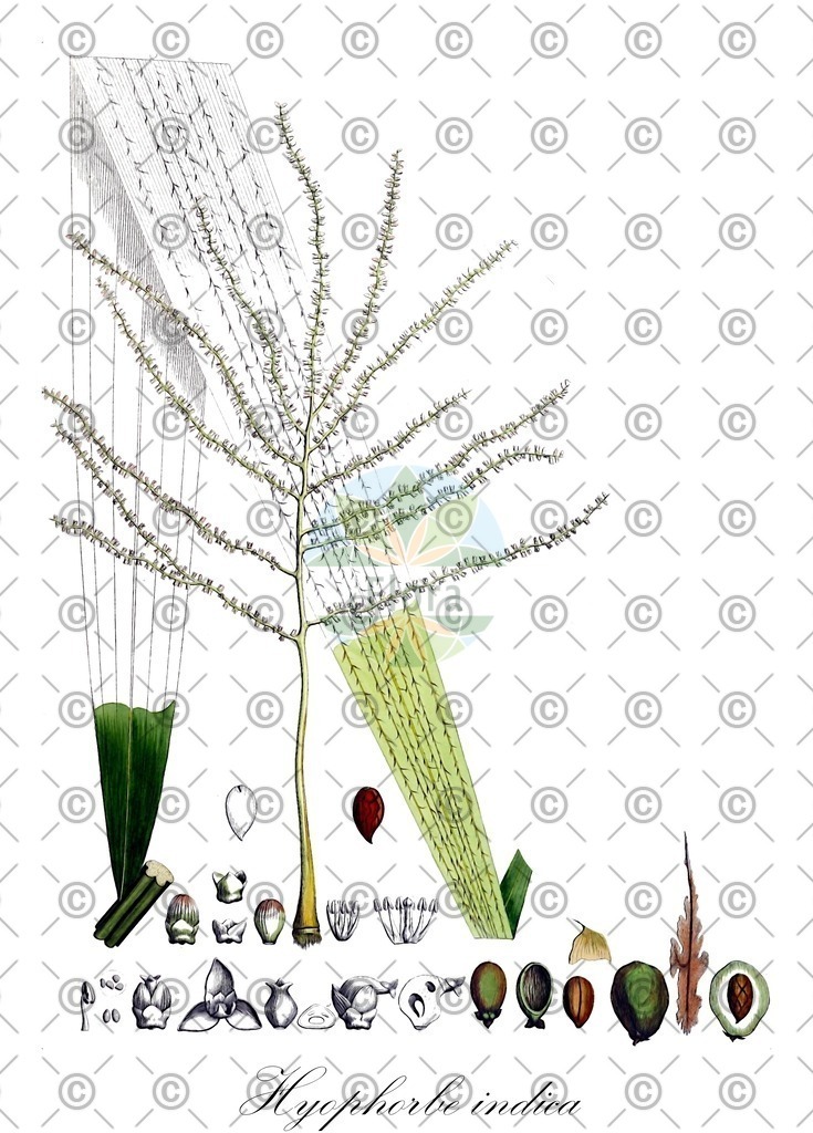 HistAbb_EMP_100541_SRC_Schlechtendal_FLORAD_SIMPLE | Historische Abbildung von Hyophorbe indica - Arecaceae | Historical Illustration of Hyophorbe indica - Arecaceae