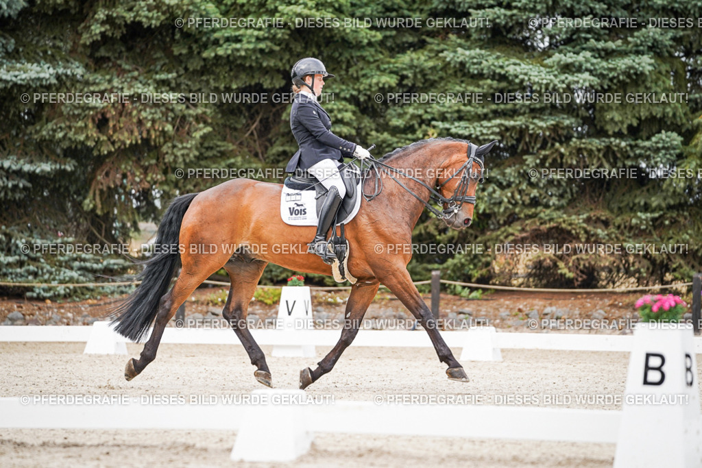 DSC08211 | Pferdegrafie