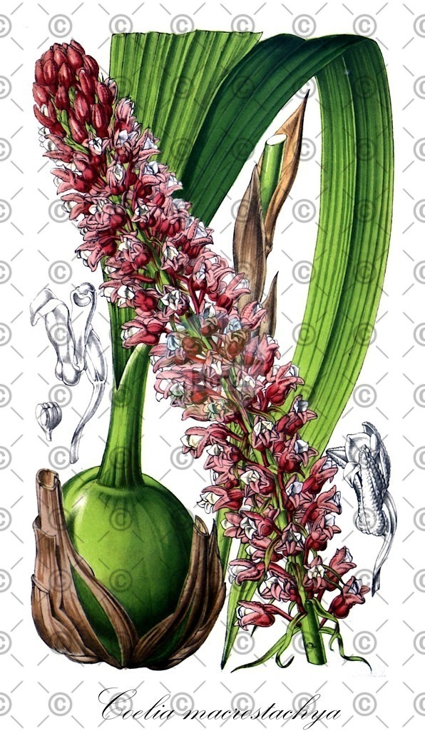HistAbb_wfo-0000905889_1_ENZY_Simple | Historische Abbildung von Coelia macrostachya - Orchidaceae | Historical Illustration of Coelia macrostachya - Orchidaceae
