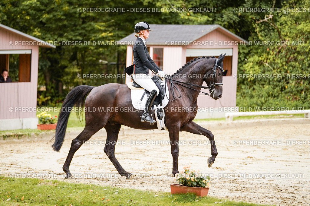 DSC02277 | Pferdegrafie