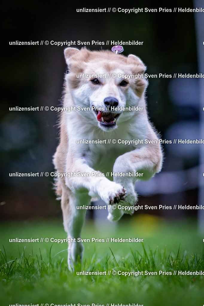 Sven Pries | 2024-10-19 - Hunderennen Ober-Grombach - Realisiert mit Pictrs.com