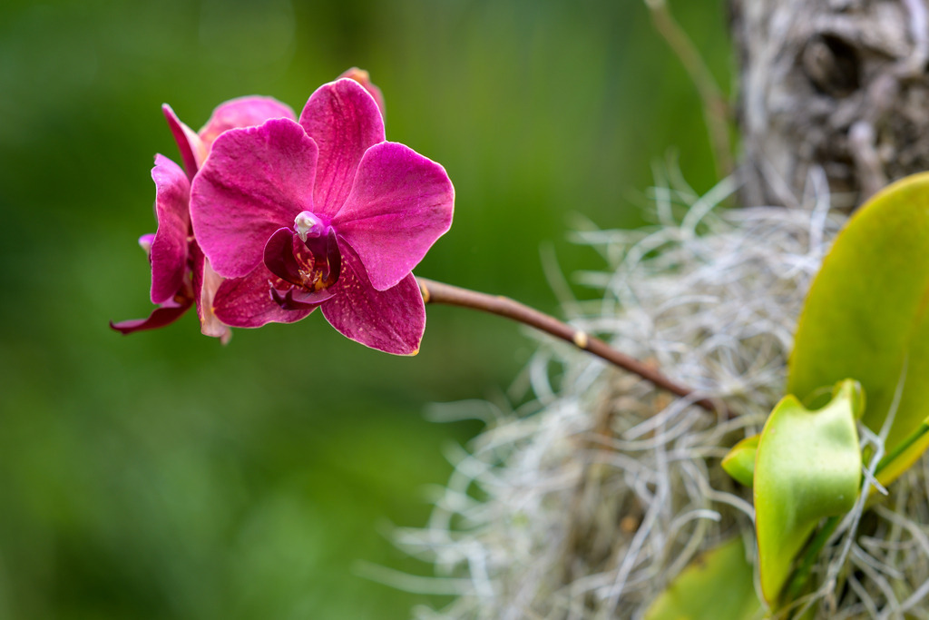 2023-065 | Phalaenopsis-Orchidee auf Madeira. - Realisiert mit Pictrs.com