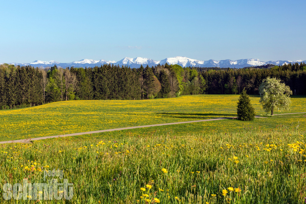 Löwenzahnwiese im Frühling mit Bergpanorama | Eine leuchtende Löwenzahnwiese im Frühling vor einem beeindruckenden Bergpanorama. Die frischen Farben und die weite Landschaft zeigen das Allgäu von seiner schönsten Seite. - Realisiert mit Pictrs.com