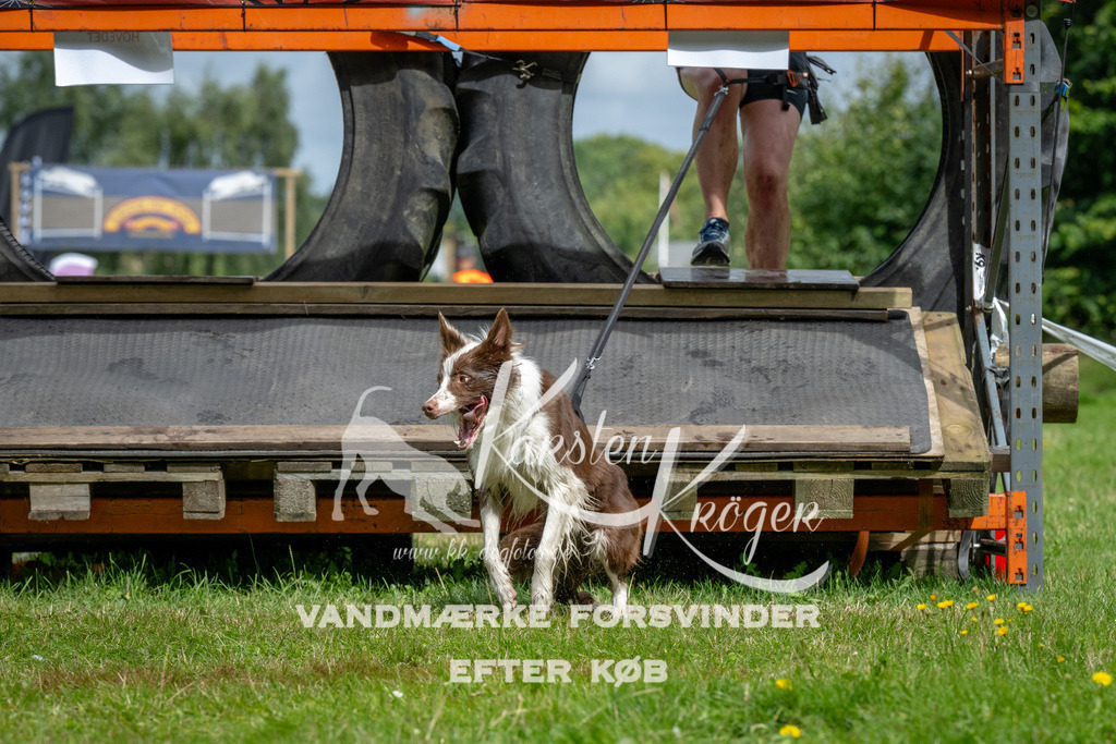 1147_ZZ93009 | kk-dogfotos