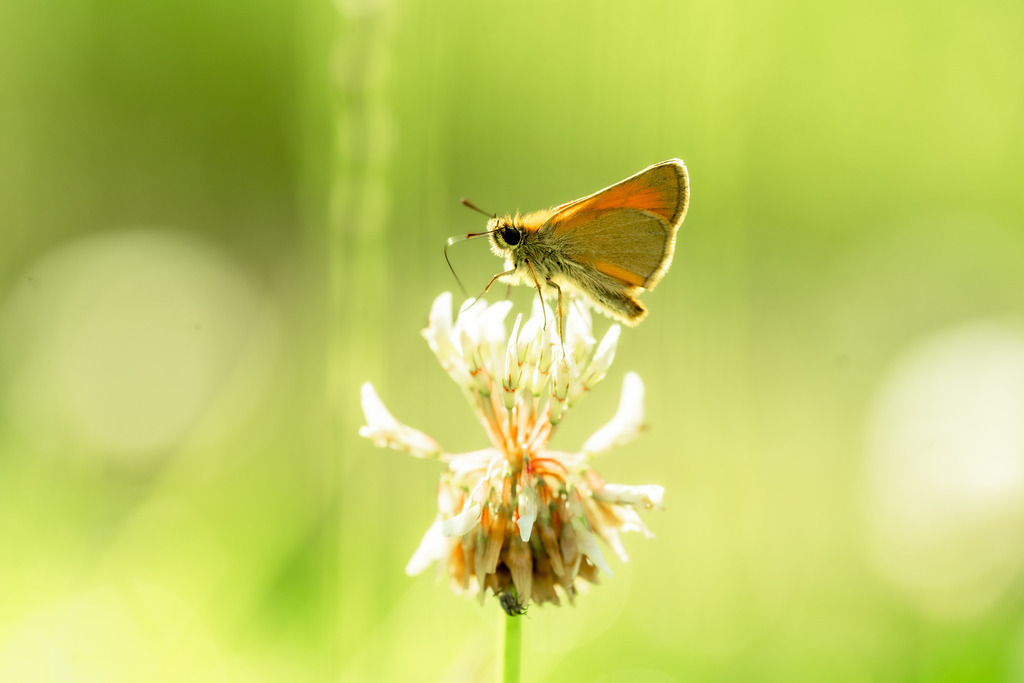BUTTERFLY | walter-wagner-fotografie