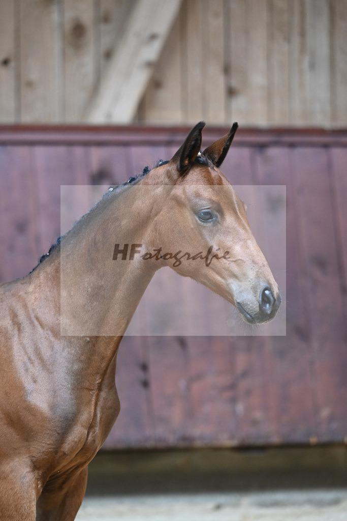 Kat-Nr. 17 HF Vangelis_Mueller_26230191 | hf-fotografie - Realizzato con Pictrs.com