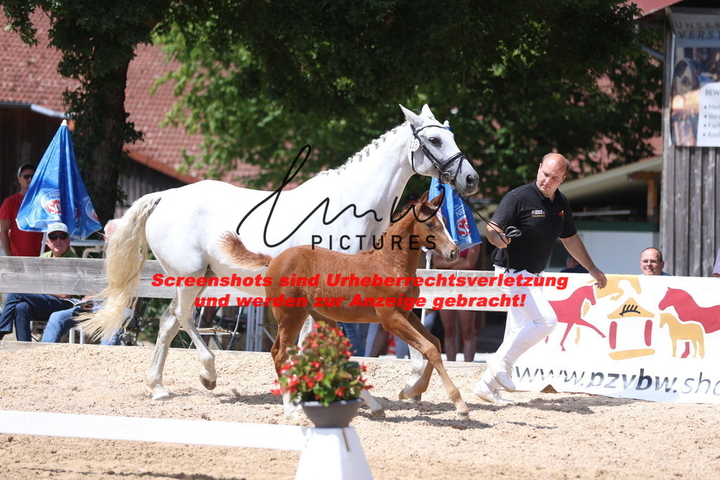 Fohlenschau_Schwäbisch_Hall_springbetonte_Fohlen_KN 36_1 | lmwpictures - Realisiert mit Pictrs.com