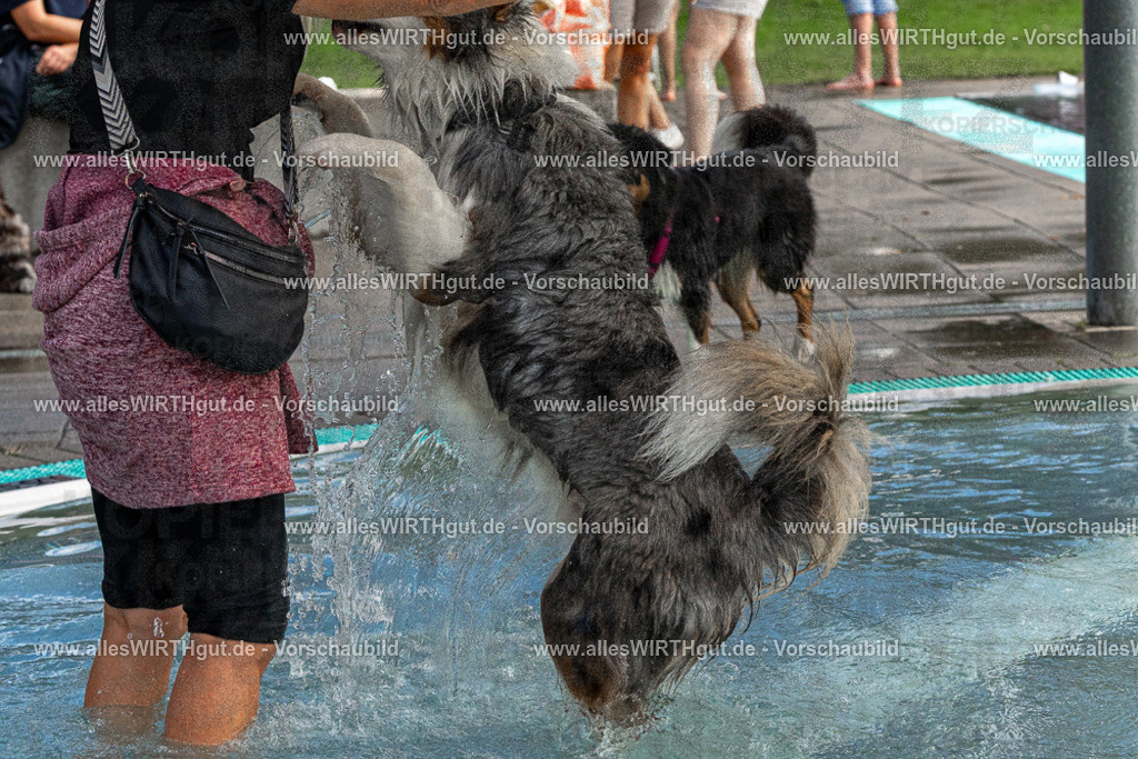 Hundeschwimmen_Volksbad_2026-allesWIRTHgut_Tierfotografie-2609061511-FAY07123 | Professionelle Tierfotografie in Mönchengladbach von Daniel Wirth (allesWIRTHgut). Liebevolle & natürliche Bilder von Hunden & Katzen für unvergessliche Erinnerungen.