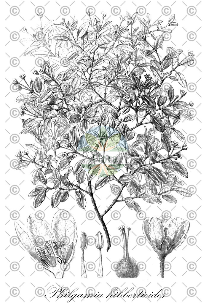 HistAbb_wfo-0001275382_1_ENZY_Simple | Historische Abbildung von Philgamia hibbertioides - Malpighiaceae | Historical Illustration of Philgamia hibbertioides - Malpighiaceae