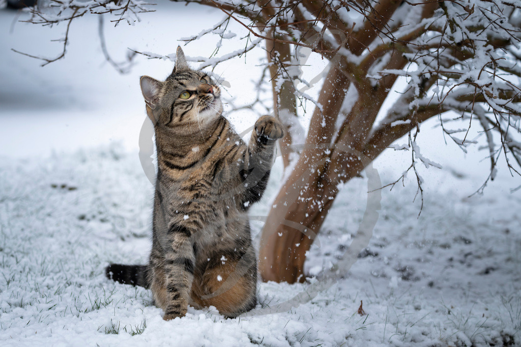 _DSC0036-Verbessert-RR_Shirley | sebastiandoebroessy - Realisiert mit Pictrs.com