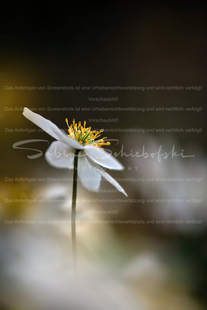 Wandbild Buschwindröschen | People- und Tierfotografie, Imageaufnahmen, Veranstaltungsfotografie und Wandbilder aus der Natur ★ Made in Germany ✔️ Druck + Downloads ✔️ Naturfotografie in Top Qualität ★ schneller Versand, weltweite Lieferung! - Realisiert mit Pictrs.com