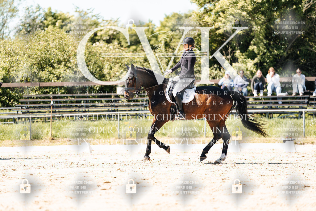 CK905454 | Turnierfotografie Pferdefotografie Trier Rheinland-Pfalz Pferdesport Reitsport Tierfotografie Sportfotografie Pferdevideo Pferdevideografie Equestrianvideography equestrianphotography  - Realisiert mit Pictrs.com