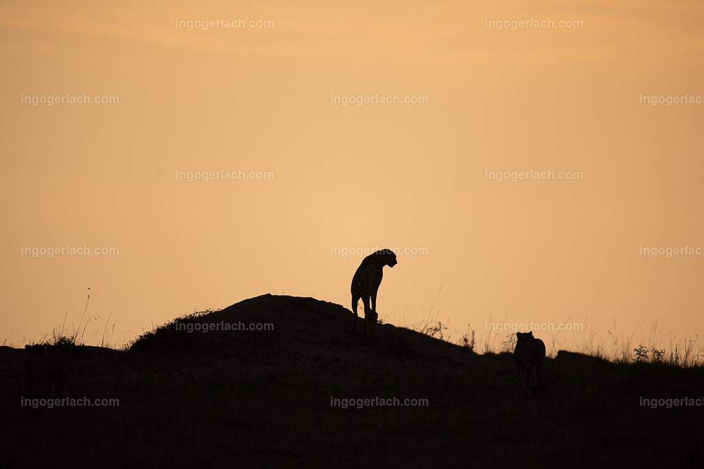 Gepard auf Hügel | Einer der  fünf Gepardenbrüder oder auch Gepardenkoalition genannt fotogen auf einem Hügel bei Sonnenuntergang
