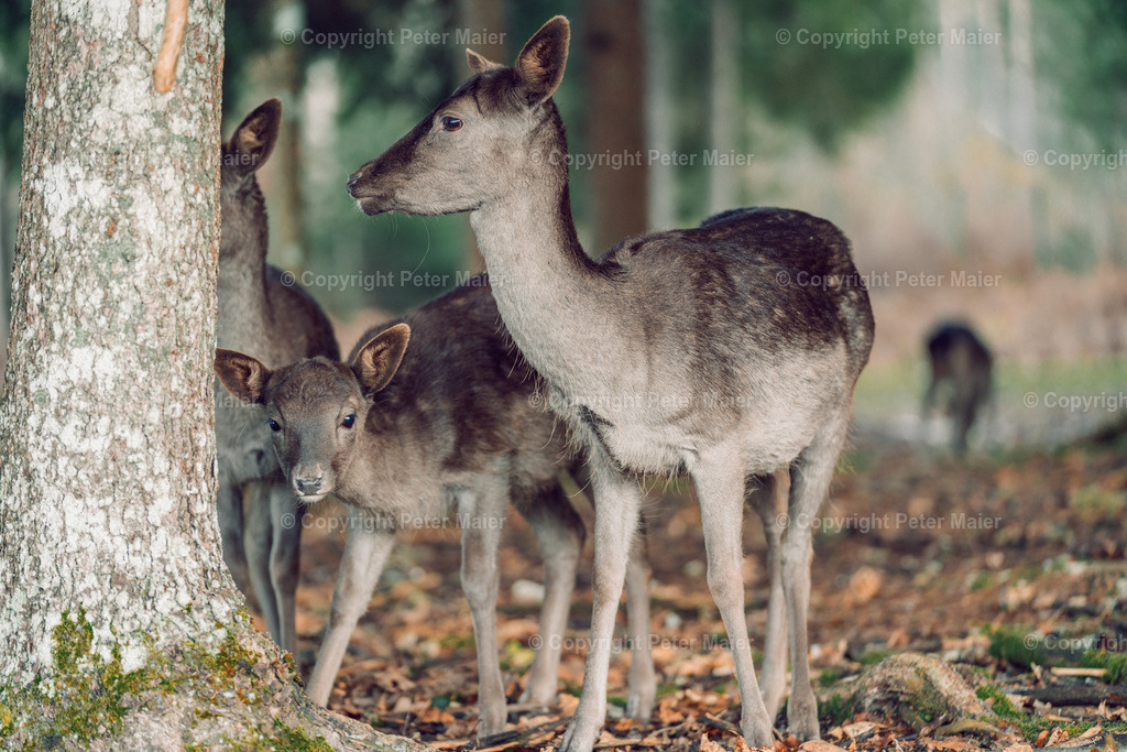Unterkärnten_Herbst_22-154 | piet_flosse
