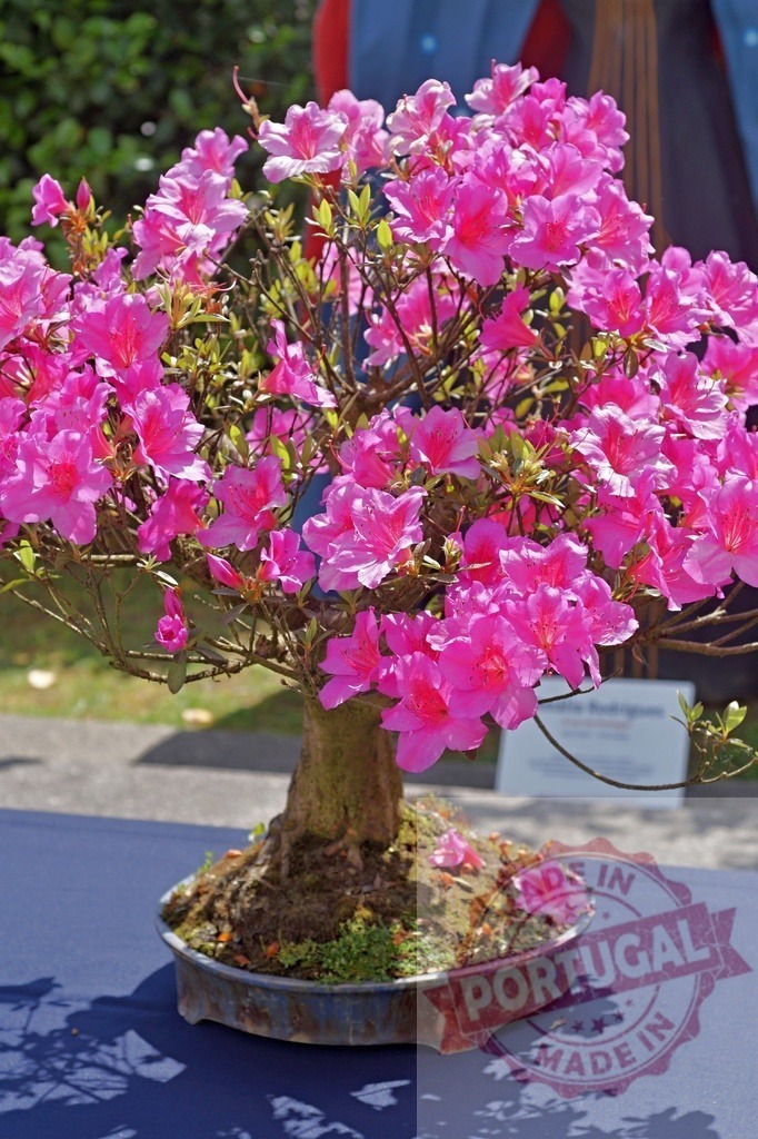 Pink azalea bonsai tree blooming at flower show | Pink azalea flowers blossoming on a traditional bonsai tree in a pot - Realisiert mit Pictrs.com