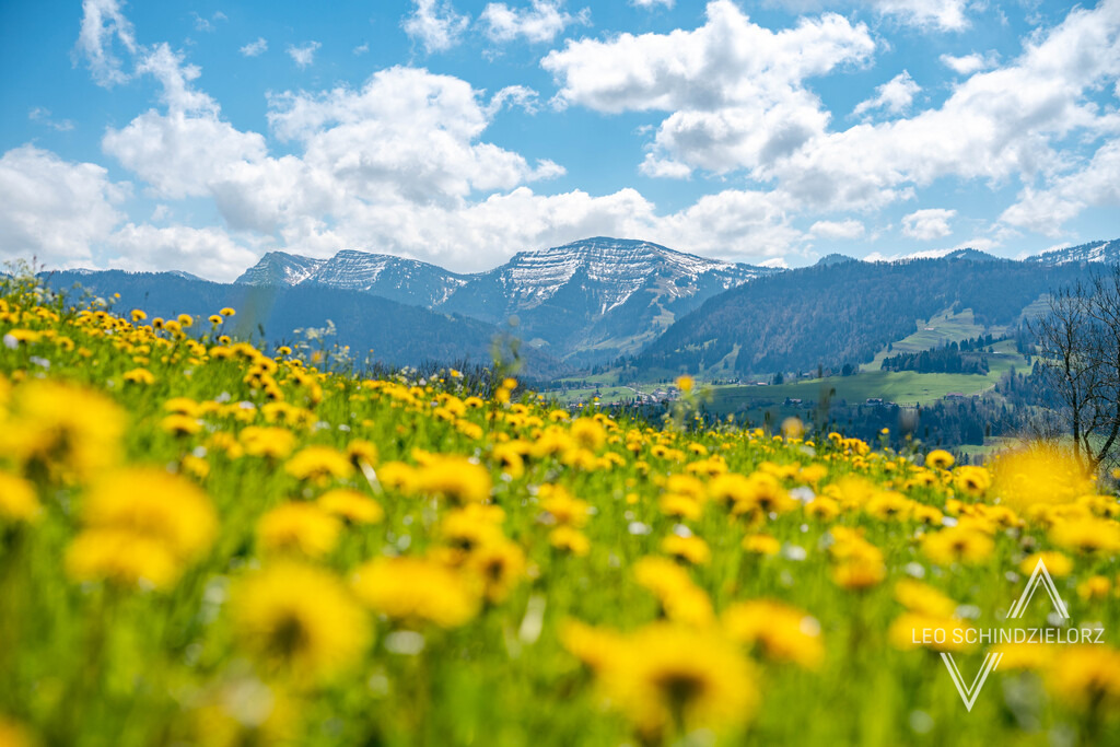 Fotografie_Leo_Schindzielorz_DE_Fruehling_Oberstaufen_Kapf_20230503_A7400033_org | Atmosphärische Landschaftsbilder & Drohnenaufnahmen aus dem Allgäu, Tirol, Südtirol & der Schweiz – ideal für Leinwanddrucke & zur stilvollen Raumgestaltung. - Realisiert mit Pictrs.com