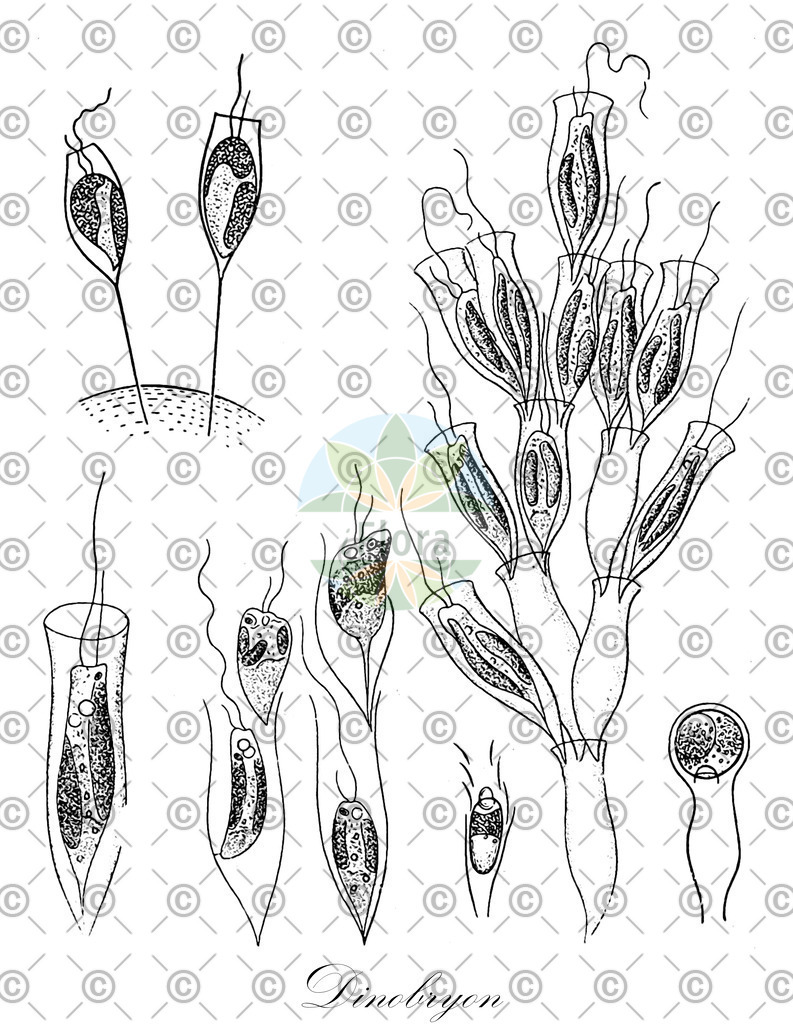 HistAbb_622D3_1_ENZY_Simple | Historische Abbildung von Dinobryon - Dinobryaceae (0) | Historical Illustration of Dinobryon - Dinobryaceae (0)