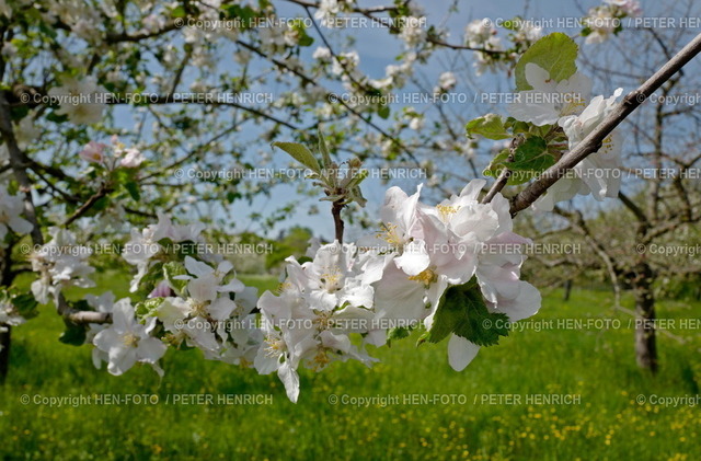 20230504-0882-rosenhoehe-HENFOTO | 04.05.2023 Apfelbaumblüte auf der Rosenhöhe (Foto: Peter Henrich) - Realisiert mit Pictrs.com