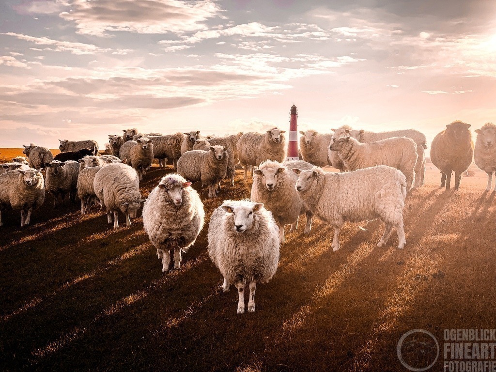 IMG_5180 | Björn Thiemann; Ogenblick.de; Fotografie; Photograph; Landscape, Pellworm, Schleswig-Holstein; Inselfotograf; Inselfotografien; Wattenmeer; National-Park; Naturschutzgebiet; Leuchtturm; Lighthouse; Leinwandbilder; Kalender; Pellworm Kalender;  - Realisiert mit Pictrs.com