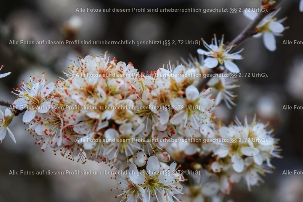 20240326165317_0C4A4397-01 | krollfotografie - Realisiert mit Pictrs.com