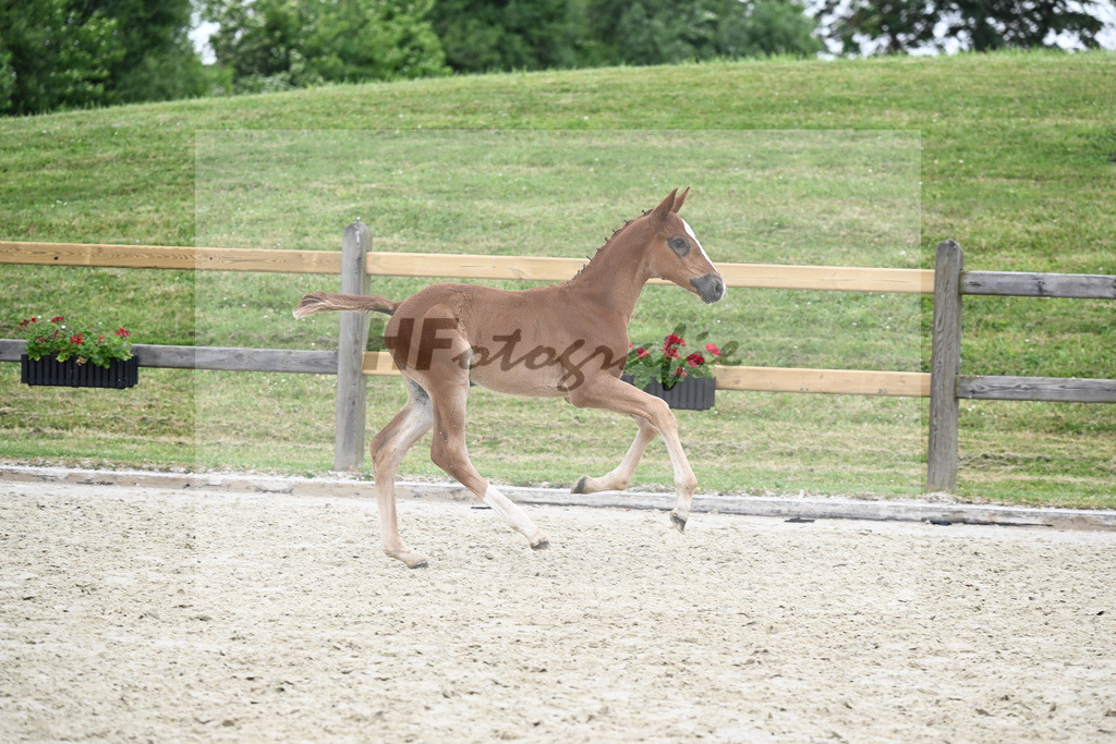 Kat-Nr. 33 SF Denzel von het Meulenhof_Feigl_17231257 | hf-fotografie - Realizzato con Pictrs.com