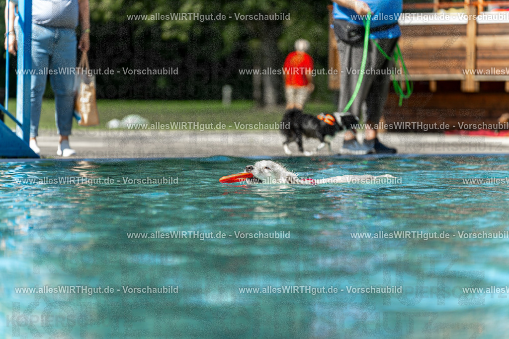 Hundeschwimmen_Volksbad_2026-allesWIRTHgut_Tierfotografie-2609061215-112545-7R509982 | Professionelle Tierfotografie in Mönchengladbach von Daniel Wirth (allesWIRTHgut). Liebevolle & natürliche Bilder von Hunden & Katzen für unvergessliche Erinnerungen.