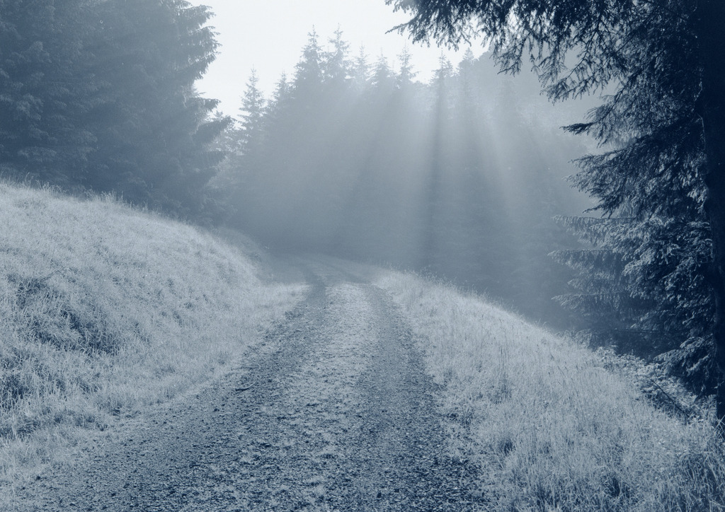 Todtmoos_Bergle_6-1988_1448 Kopie | Waldweg von Todtmoos Richtung Ibach im Morgenlicht
