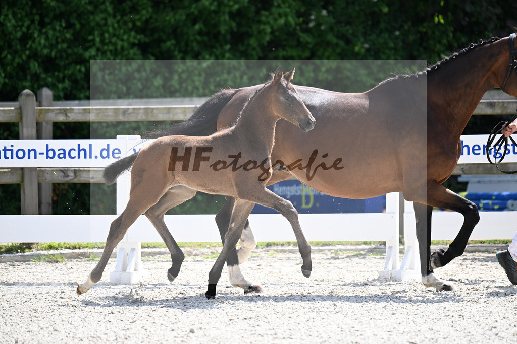 Kat-Nr. 43 Va Bene x De Niro_HF_Sommer_15251102 | hf-fotografie - Realisiert mit Pictrs.com