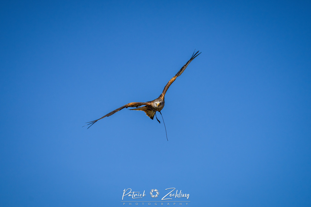 Kreuzenstein-Zöchling (7 von 46) | Mein Name ist Patrick Zöchling. Auf dieser Website siehst Du meine Projekte als Fotograf und kannst Dir Deine Fotos in Galerien ansehen und herunterladen. Über einen Webshop kannst Du Bilder ausarbeiten, auf T-Shirt drucken usw. - Realisiert mit Pictrs.com