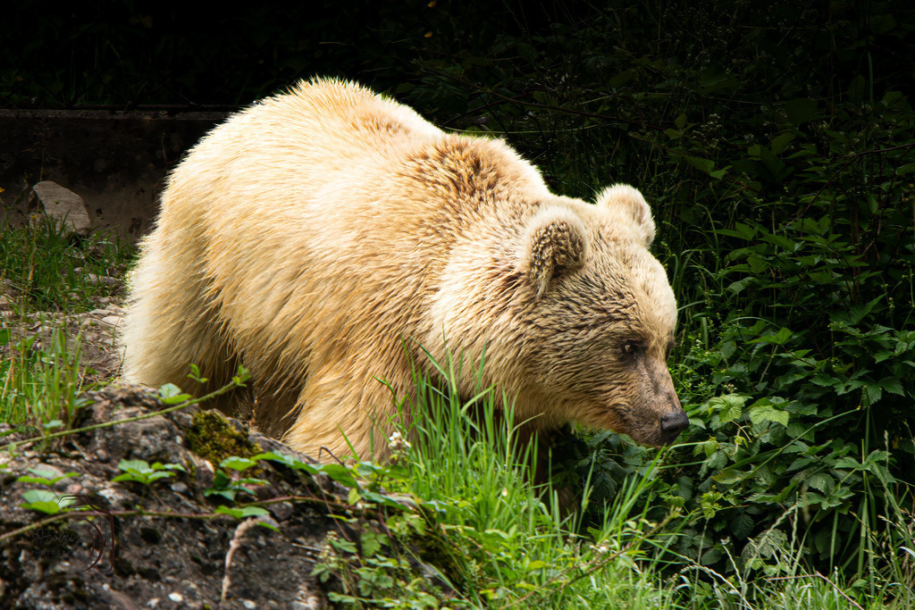 Tierpark Arth-Goldau-9722-Verbessert-RR-Bearbeitet | Holzisphotography, Landschaftsfotografie, Wildlifefotogorafie - Realisiert mit Pictrs.com