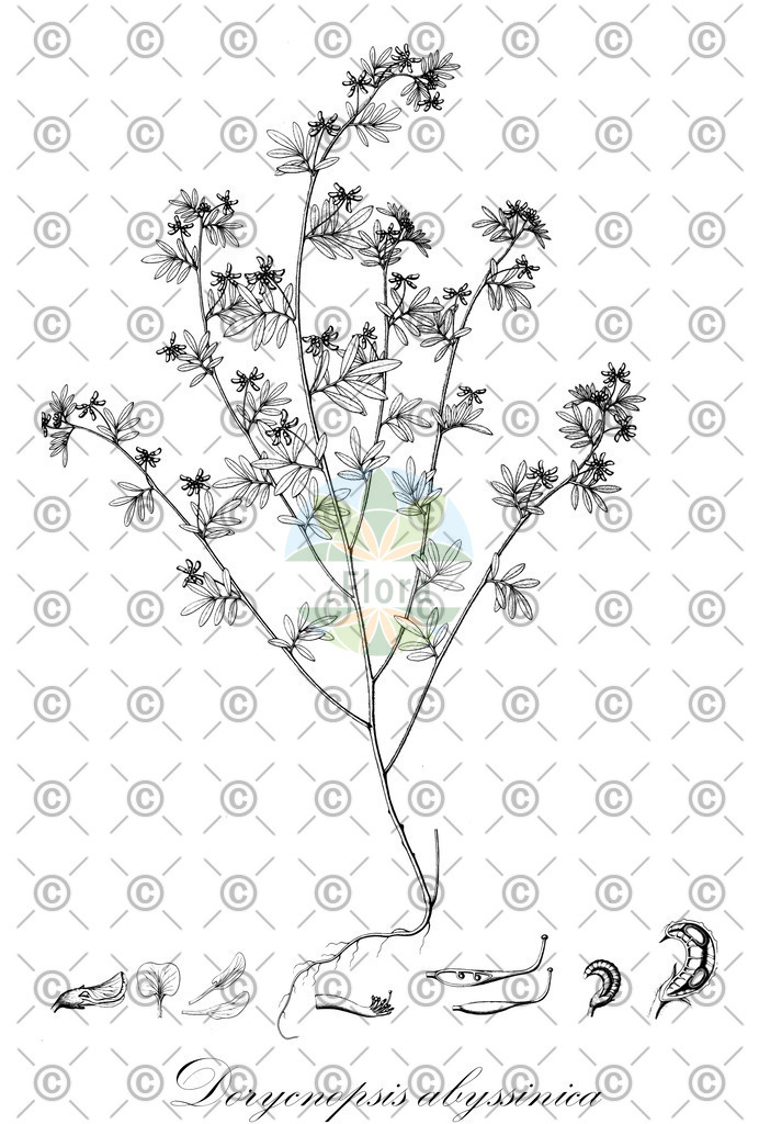 HistAbb_wfo-0000654791_2_ENZY_Simple | Historische Abbildung von Dorycnopsis abyssinica - Fabaceae | Historical Illustration of Dorycnopsis abyssinica - Fabaceae