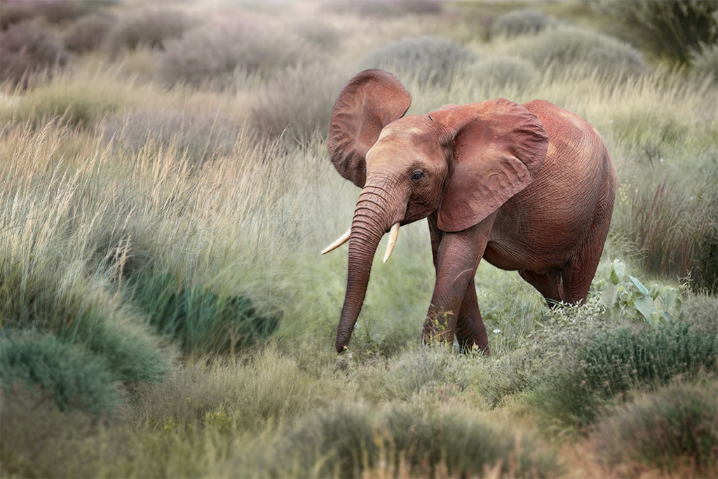 Junger Elefant | Kenia | Premium-Wandbild von justsomewhere.com: Ein junger afrikanischer Elefant mit charakteristisch rötlicher Haut schreitet mit weit aufgestellten Ohren aufmerksam durch das hohe Gras der Savanne in Kenia. - Realisiert mit Pictrs.com